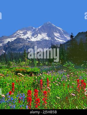Mt Rainier du terrain de chasse d'Indian Henry, parc national de Mt Rainier, Cascade Range, Washington Banque D'Images