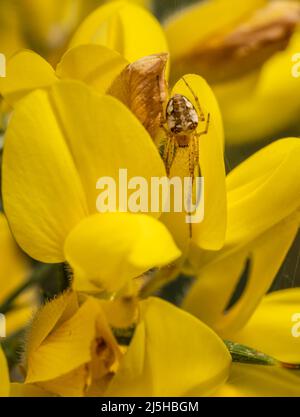 Araneus diadematus aka araignée de jardin dans les fleurs de gorge. Banque D'Images