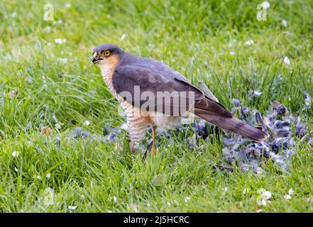 Le sparrowhawk eurasien mâle, Accipiter nisus, mangeant la proie d'une maison dans un jardin au pays de Galles, Royaume-Uni Banque D'Images