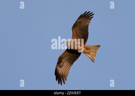 Le cerf-volant noir (Milvus migrans) est un oiseau de taille moyenne. Banque D'Images