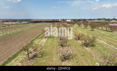 Vergers de pêche Prunus persica a fleuri dans le jardin de printemps drone aérien au-dessus de la ferme en fleur bio agriculture biologique nectarine orchard rose fleur bois Banque D'Images
