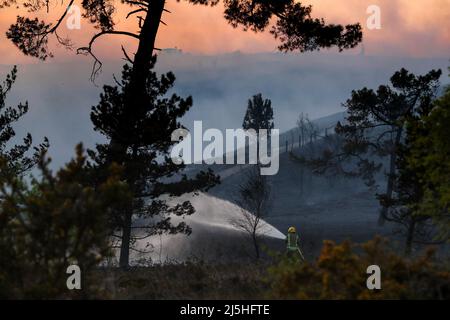 Poole, Royaume-Uni. 23rd avril 2022. Le soleil est presque occulté par la fumée car des dizaines de pompiers de l'autre côté de Dorset s'attaquent à un très grand feu de heath sur Canford Heath à Poole, Dorset. Le feu était difficile à maîtriser en raison des vents violents et des centaines de résidents des environs ont été avertis de rester à l'intérieur avec leurs fenêtres fermées. Credit: Richard Crease/Alay Live News Banque D'Images