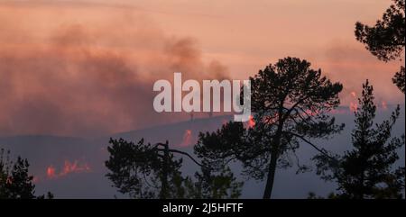 Poole, Royaume-Uni. 23rd avril 2022. Le soleil est presque occulté par la fumée car des dizaines de pompiers de l'autre côté de Dorset s'attaquent à un très grand feu de heath sur Canford Heath à Poole, Dorset. Le feu était difficile à maîtriser en raison des vents violents et des centaines de résidents des environs ont été avertis de rester à l'intérieur avec leurs fenêtres fermées. Credit: Richard Crease/Alay Live News Banque D'Images