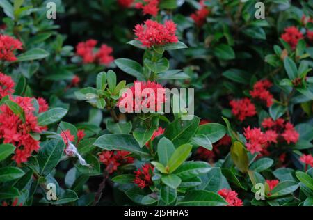 Saraca asoca (Ixora Flower) - l'ashoka est un arbre de forêt tropicale. Les fleurs d'asoka rouge fleurissent dans le jardin Banque D'Images