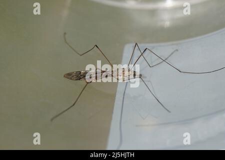 Mouche de grue mâle Tipula rufina reposant sur un pot en plastique semi-transparent. Famille des mouches des grues (Tipulidae). Printemps, jardin hollandais, pays-Bas. Banque D'Images