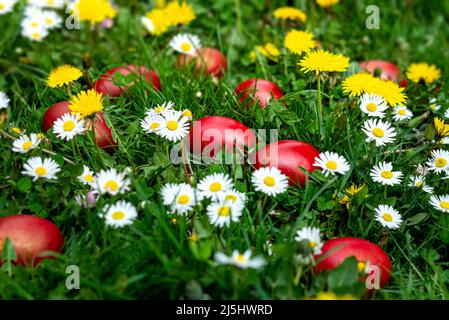 Œufs rouges de Pâques décorés sur une herbe verte avec des pissenlits et des pâquerettes. Concept de Pâques. Banque D'Images