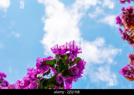 Bougainvillea rose. Bougainvilliers fleurit sur fond ciel nuageux. Mise au point sélective. Banque D'Images