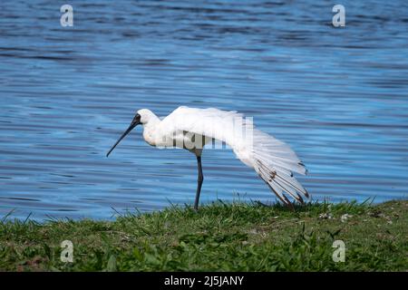 Royal Spoonbills, Waikanae, district de Kapiti, Île du Nord, Nouvelle-Zélande Banque D'Images