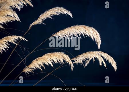 Toetoe Grass, rétroéclairé avec fond sombre, St Arnaud, South Island, Nouvelle-Zélande Banque D'Images