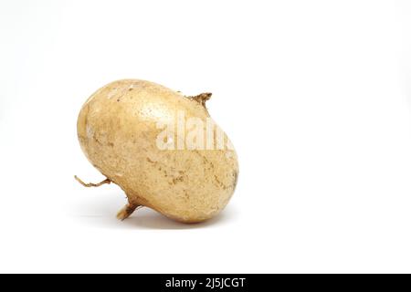 Jicama frais entier, navet mexicain, haricot jaune, Pachyrhizus erosus ou singkamas isolés sur fond blanc. Banque D'Images