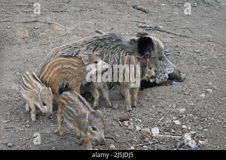 Beaux petits cochons à l'état sauvage dans la nature. Le sanglier. Animal dans la forêt Banque D'Images