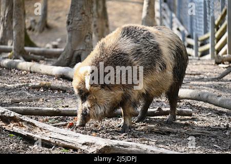 Sanglier dans la forêt. Fond de nature coloré. Banque D'Images