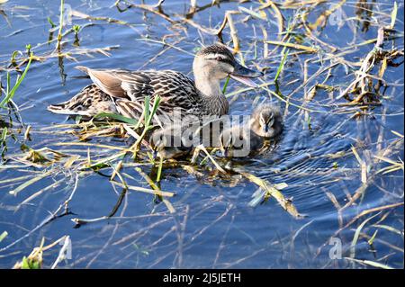 Canard colvert (Aras platrhynchos) avec canetons, River Cray, Foots Cray Meadows, Sidcup, Kent. ROYAUME-UNI Banque D'Images