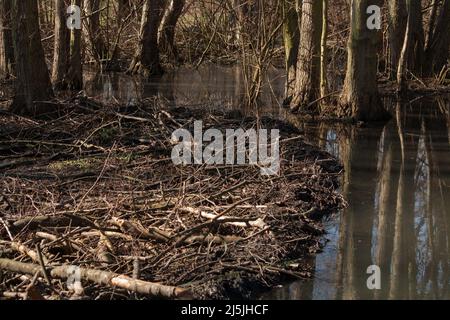 Beaver construit un barrage au soleil Banque D'Images