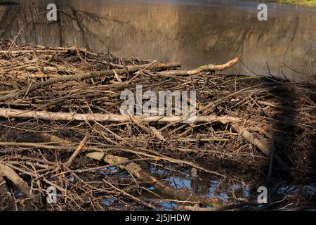 Beaver construit un barrage au soleil Banque D'Images