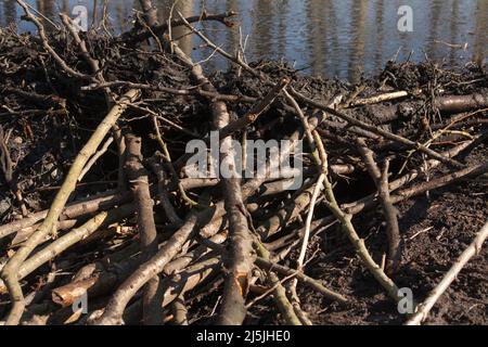 Beaver construit un barrage au soleil Banque D'Images