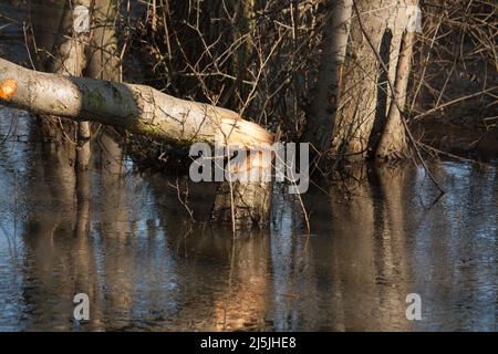 Beaver construit un barrage au soleil Banque D'Images