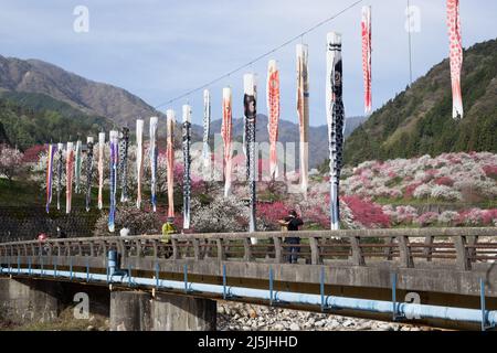 achi village, nagano, japon, 2022/23/04 , Koinobori au village d'Achi-mura à Nagano, qui est l'un des meilleurs endroits pour voir les fleurs de pêche. Koinobori, Banque D'Images