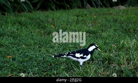 Jeune larche de Magpie australienne debout et à la recherche de proies dans l'herbe verte Banque D'Images