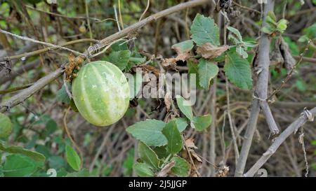 Beau fruit mûr d'Echinocystis lobata également connu comme sauvage, concombre fou etc Banque D'Images