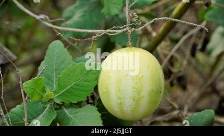 Beau fruit mûr d'Echinocystis lobata également connu comme sauvage, concombre fou etc Banque D'Images