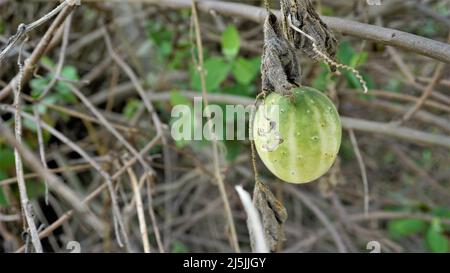 Beau fruit mûr d'Echinocystis lobata également connu comme sauvage, concombre fou etc Banque D'Images