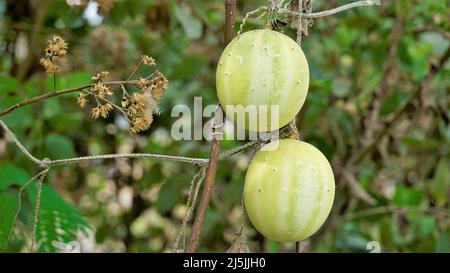 Beau fruit mûr d'Echinocystis lobata également connu comme sauvage, concombre fou etc Banque D'Images