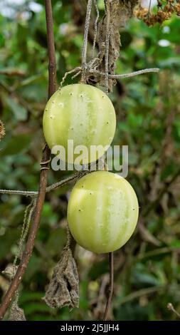 Beau fruit mûr d'Echinocystis lobata également connu comme sauvage, concombre fou etc Banque D'Images