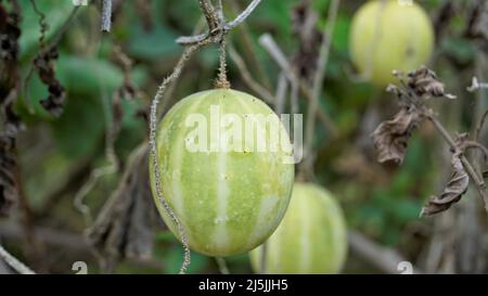 Beau fruit mûr d'Echinocystis lobata également connu comme sauvage, concombre fou etc Banque D'Images