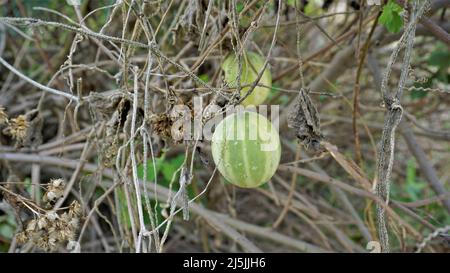 Beau fruit mûr d'Echinocystis lobata également connu comme sauvage, concombre fou etc Banque D'Images