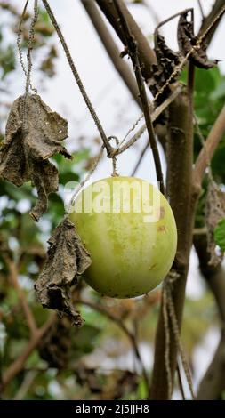 Beau fruit mûr d'Echinocystis lobata également connu comme sauvage, concombre fou etc Banque D'Images