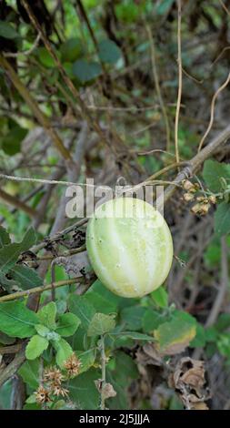 Beau fruit mûr d'Echinocystis lobata également connu comme sauvage, concombre fou etc Banque D'Images