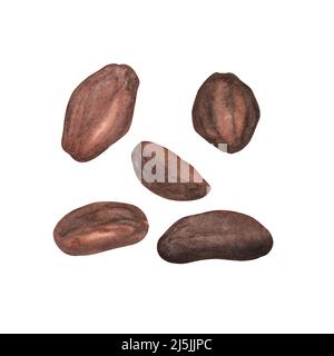 Grains de cacao brun mûr isolés sur fond blanc. Aquarelle illustration botanique dessinée à la main. Art pour le design, textiles, menu, affiche, chocola Banque D'Images