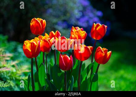 Tulipe « Kings cloak » aux fleurs rouges et orange vives qui fleurit à la fin du mois d'avril dans un jardin britannique. Banque D'Images