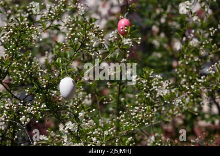 Un œuf de Pâques blanc. Décoration décorative pour Pâques sur une branche de cerisiers en fleurs au printemps. Boutons de fleurs de cerisier Banque D'Images