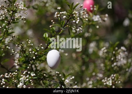 Un œuf de Pâques blanc. Décoration décorative pour Pâques sur une branche de cerisiers en fleurs au printemps Banque D'Images