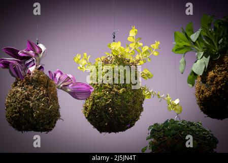 Groupe de compositions de Kokedama. Boule de sol, recouverte de mousse, sur laquelle pousse une plante ornementale. Belle plante ornementale. Fond floral. Banque D'Images