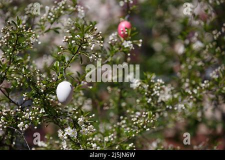 Décoration décorative pour Pâques sur une branche de cerisiers en fleurs au printemps. Un œuf de Pâques blanc. Boutons de fleurs de cerisier Banque D'Images