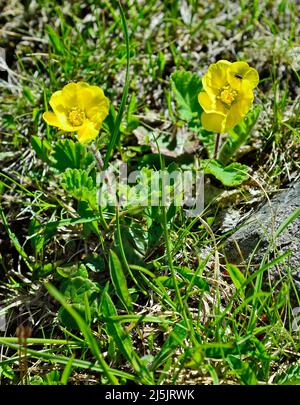 Autriche, Tyrol, fleur d'avens alpins Banque D'Images