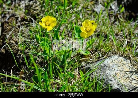 Autriche, Tyrol, fleur d'avens alpins Banque D'Images