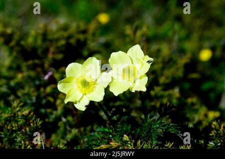 Autriche, Tyrol, pasqueflower alpine alias anémone alpine Banque D'Images