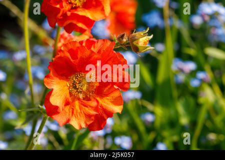 Fleurs de Geum 'Scarlet Tempest', Sussex, Royaume-Uni Banque D'Images