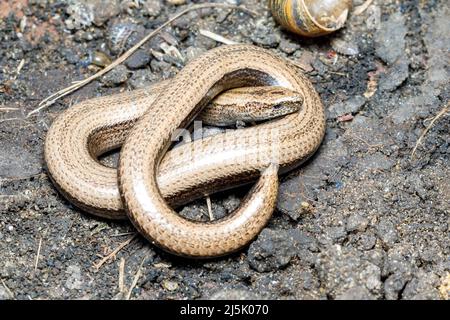 Ver lent (Anguis fragilis) Sussex, Royaume-Uni Banque D'Images