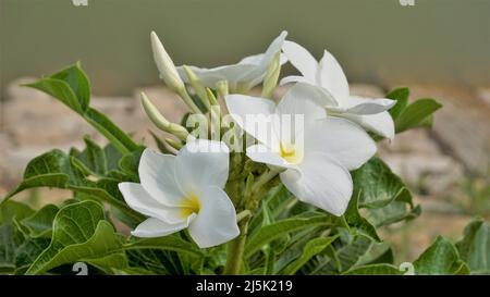 Fleurs de Plumeria pudica avec des feuilles naturelles fond également connu sous le nom de boquet de mariée Banque D'Images