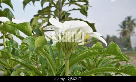 Fleurs de Plumeria pudica avec des feuilles naturelles fond également connu sous le nom de boquet de mariée Banque D'Images