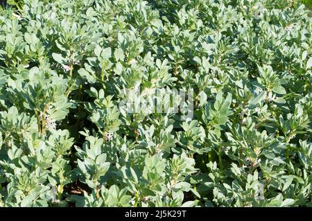 Culture des haricots, Vicia faba, en fleur au printemps, en Dalmatie, Croatie Banque D'Images