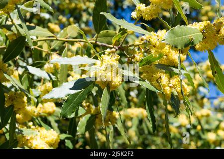 Plante méditerranéenne, Laurel, Laurus nobilis, en fleur recouverte de fleurs jaunes, à Brijuni, Croatie Banque D'Images