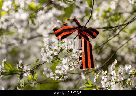 Le ruban de Saint-George est attaché aux cerisiers en fleurs pour le jour de la victoire du 9 mai Banque D'Images