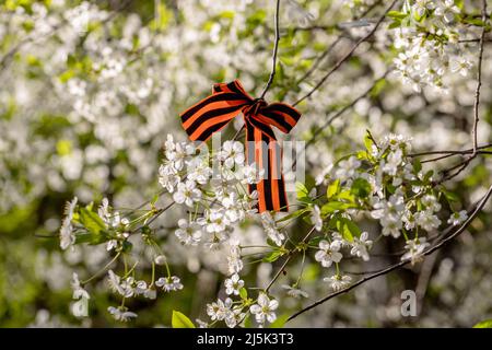 Le ruban de Saint-George est attaché aux cerisiers en fleurs pour le jour de la victoire du 9 mai Banque D'Images