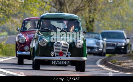 Bicester, Royaume-Uni, 24th avril 2022. Dimanche 24th avril 2022 a été Drive IT Day quand les propriétaires de voitures classiques et vintage conduisent leurs voitures pour recueillir de l'argent pour Childline. Il célèbre l'occasion en 1900 où 65 véhicules ont roulé de Londres à Édimbourg pour retourner à Londres pour prouver la viabilité de la voiture à moteur. En photo, un Austin A30 1956 est à la tête d'un groupe de voitures classiques. Crédit : Sue Thatcher/Alay Live News Banque D'Images